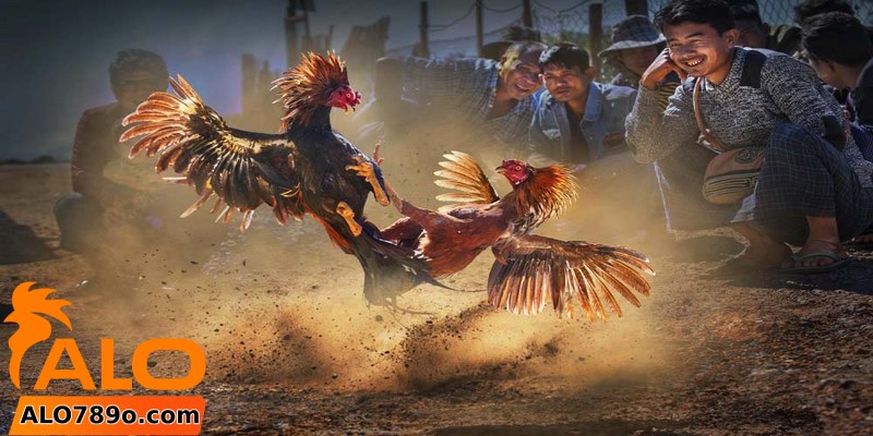 Đá gà trực tiếp 4 Hình thức gà đá trực tiếp cựa sắt cực cuốn