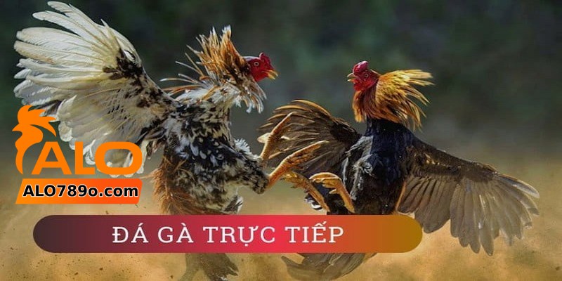 Đá gà trực tiếp 1 Tìm hiểu sơ lược thuật ngữ đá gà trực tiếp